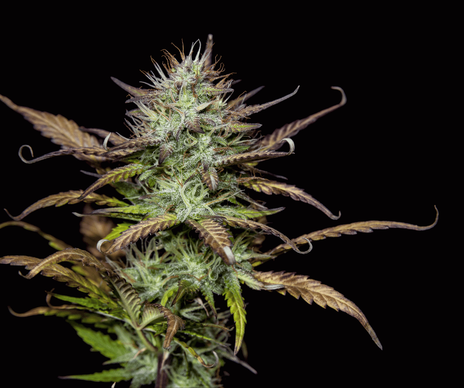 %Dispensary online% 24 Untitled design 2