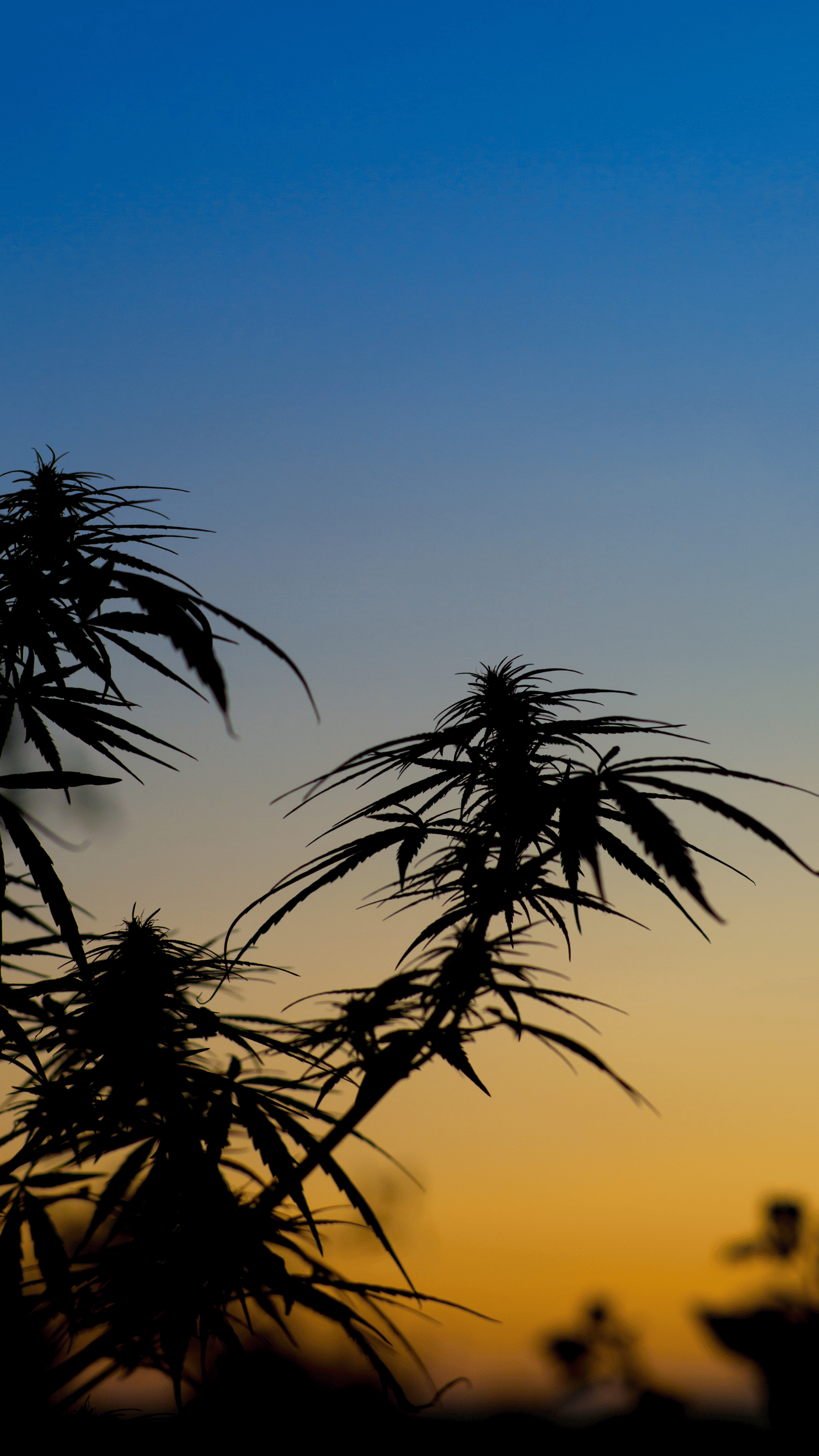 %Dispensary online% 25 Untitled design 26