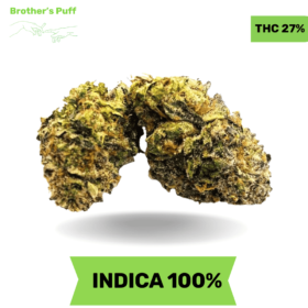 Big Zerm - 6ixotics AAAA Medium