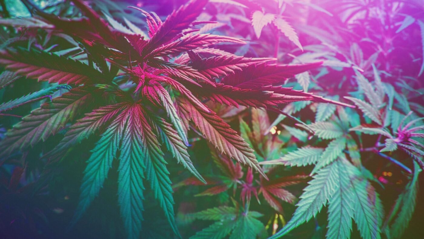 %Dispensary online% 1 Untitled 1280 x 720 px 10