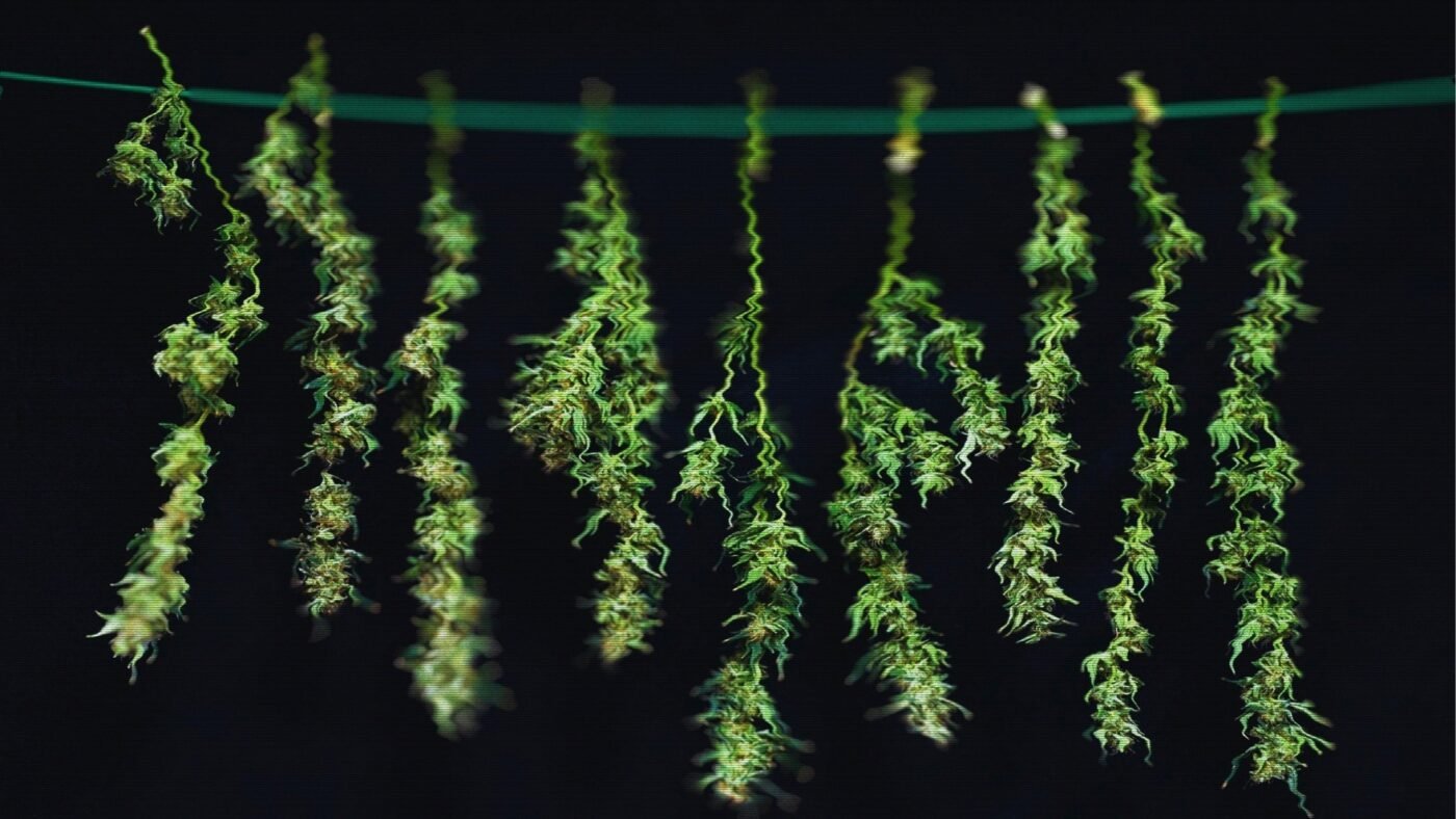 %Dispensary online% 10 Untitled 1280 x 720 px 7