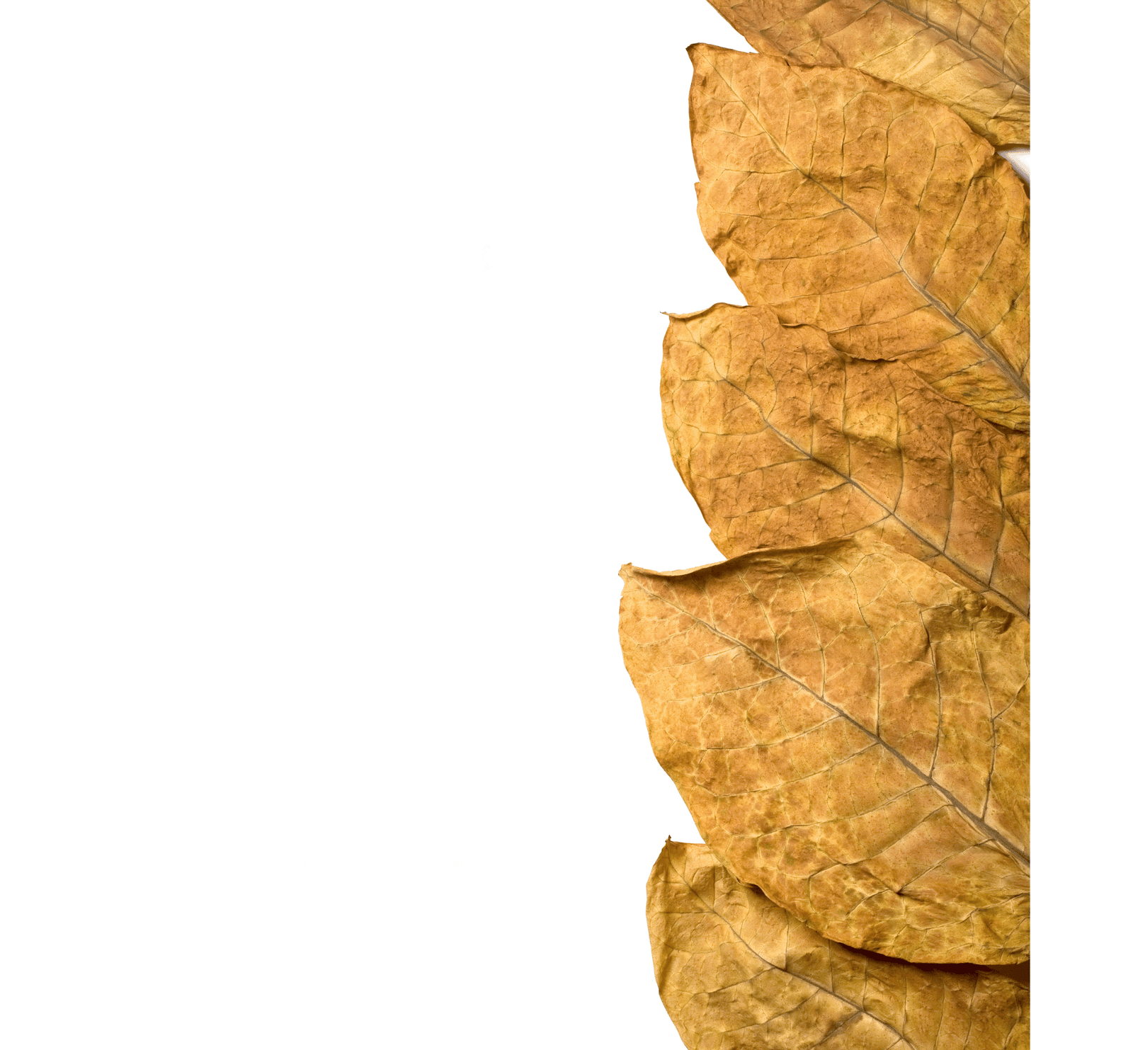 %Dispensary online% 33 ‘ 10 2