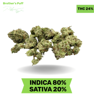 Sticky Jelly Smalls AAA+