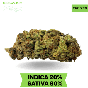 Great White Shark AAA 3.oZ Deal